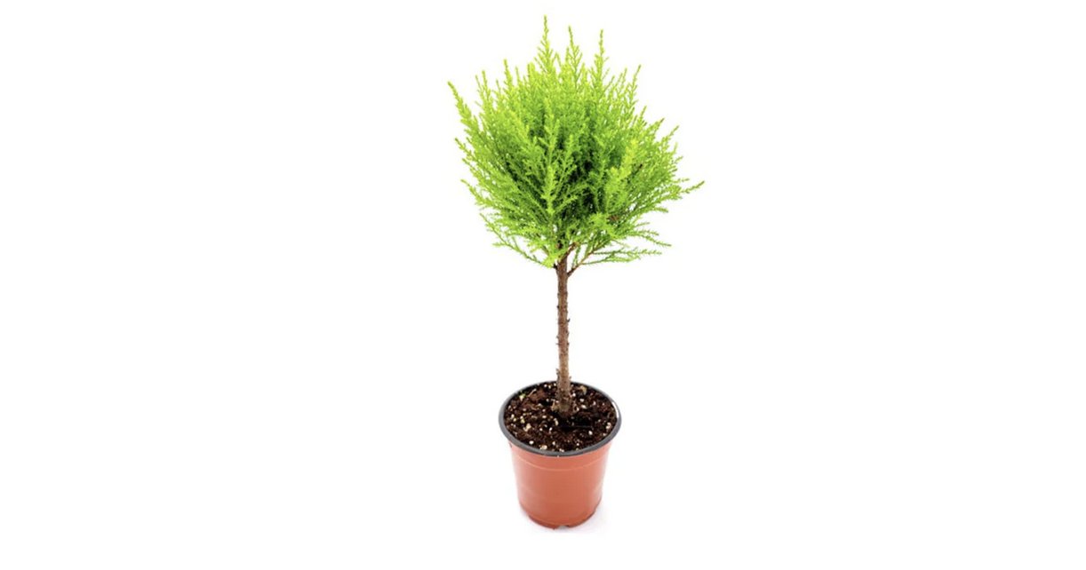 Mini Potted Pine Trees – buds 'n bloom design studio