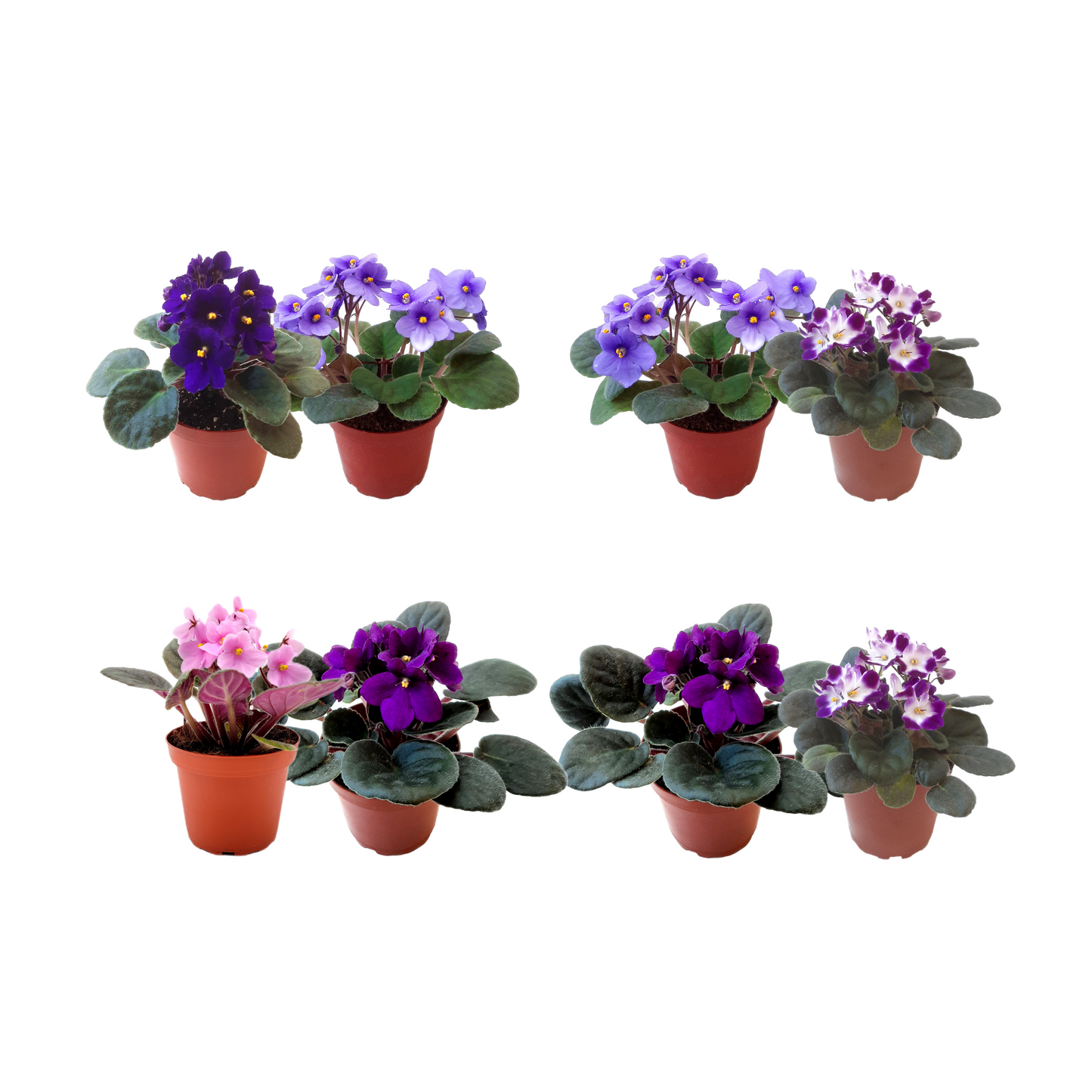 2PK of 4” Pot African Violets, Different Colors Guaranteed for Orders of up to 5 PKs (10 Pots), Live Houseplant, Live Indoor Plant, Home Decor, Office Decor, Plant Gift, Holiday Gift, Birthday Gift