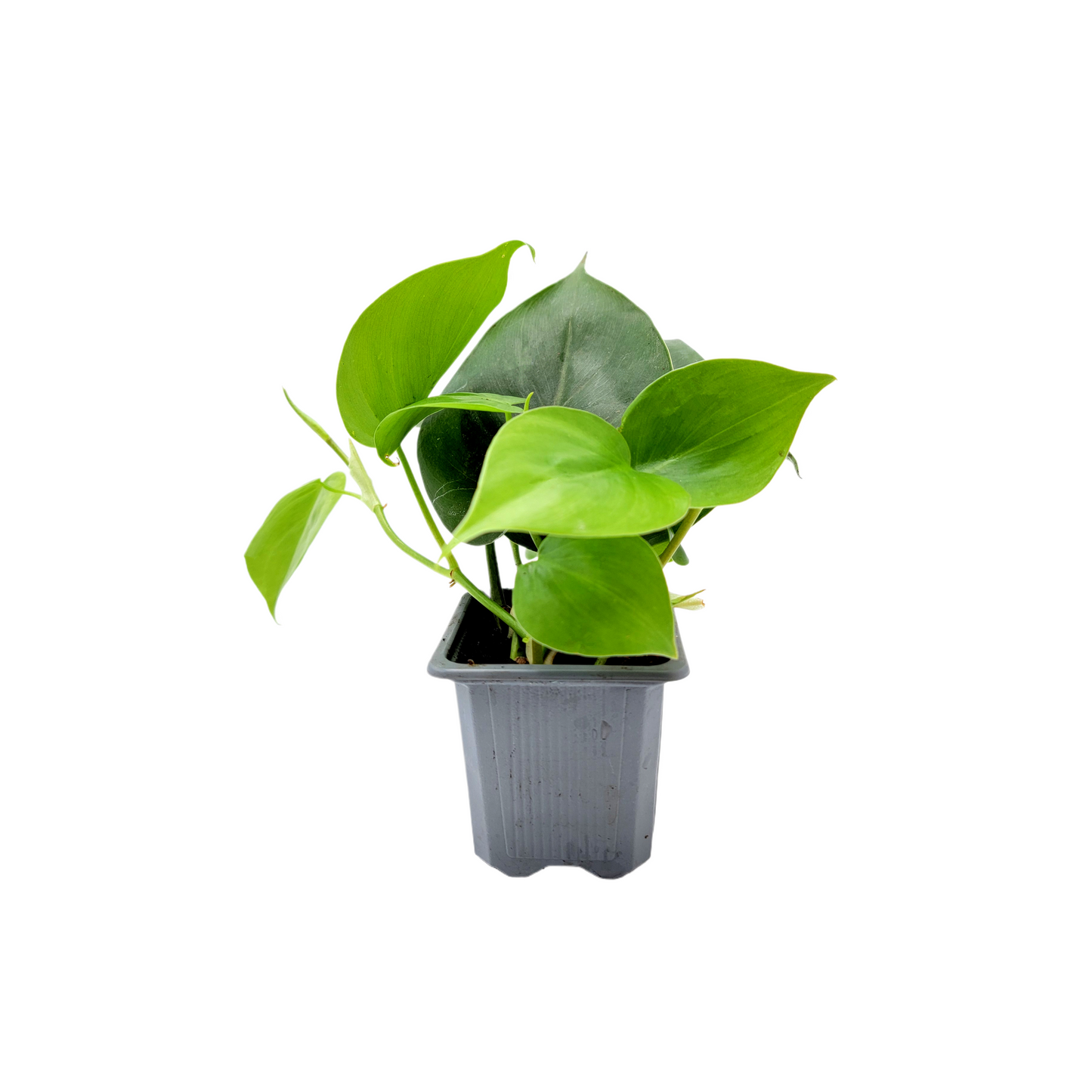 Heart Leaf Philodendron, Philodendron cordantum in 3-inch Pot, Easy Trailing Indoor Plant for Low Light and Hanging Displays
