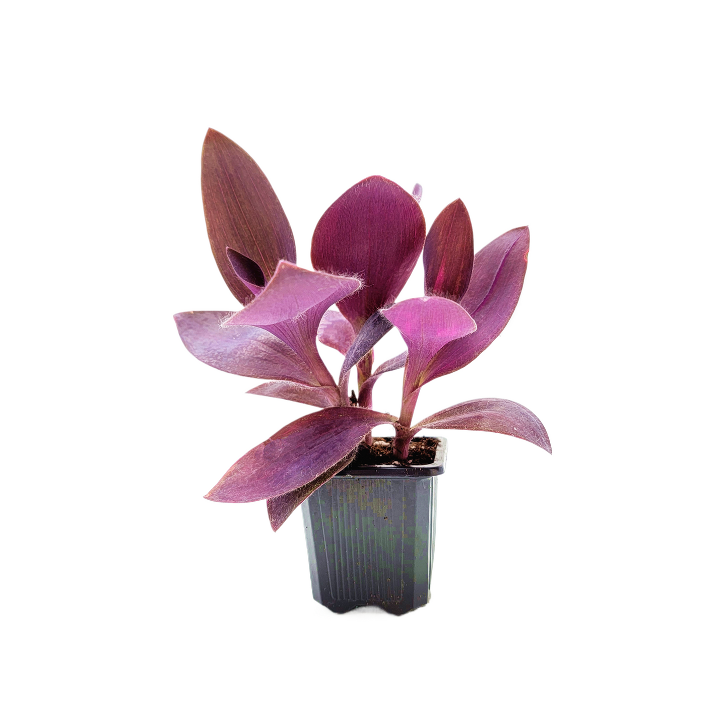 Purple Heart Plant – Vibrant Tradescantia Pallida, 3-inch Pot, Easy Trailing Houseplant for Indoors and Outdoors