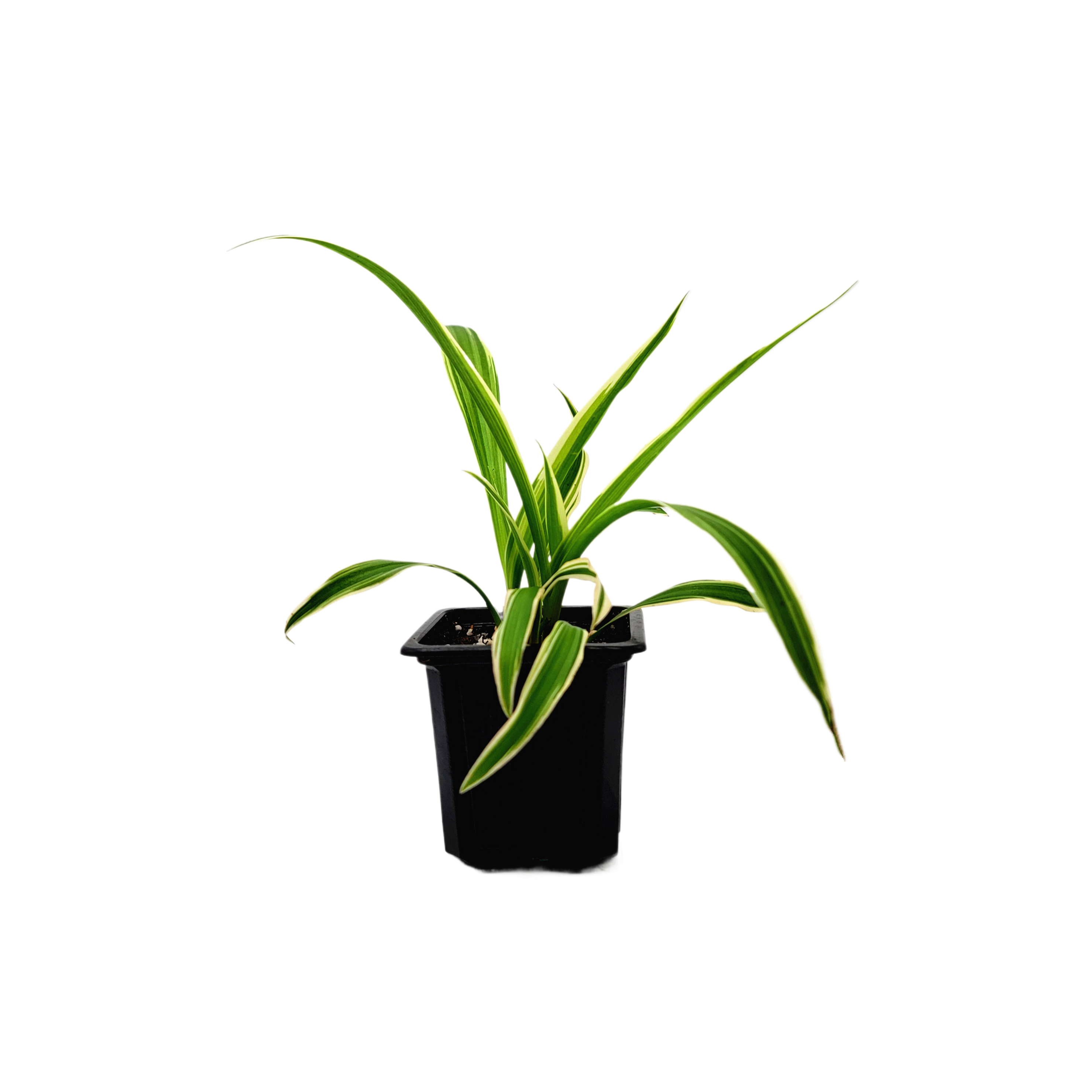 spider plant reverse stripe Reverse Variegated Spider Plant – Chlorophytum comosum 'Reverse' in 3- – Wonderland Flora