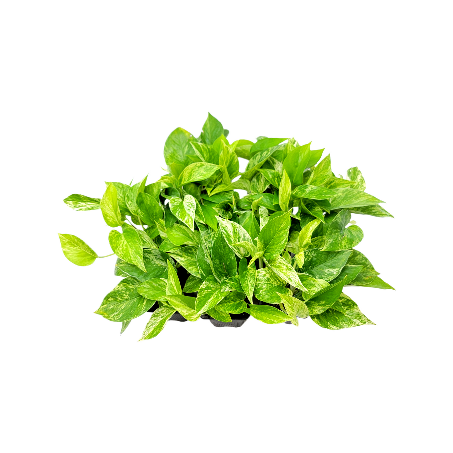 10-PK of Marble Queen Pothos Plant in 3-inch Pots, Easy-Care Trailing Houseplant with Variegated Foliage (10 Counts)