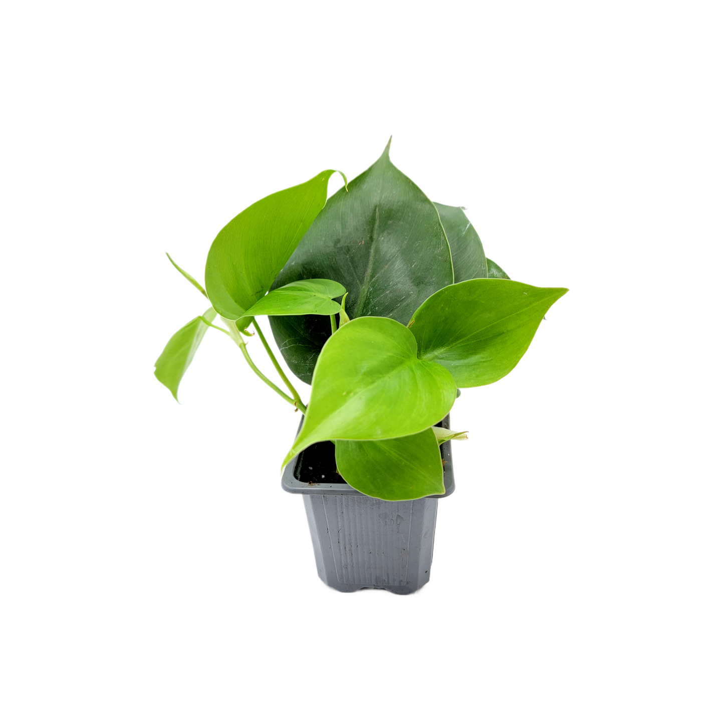 Heart Leaf Philodendron, Philodendron cordantum in 3-inch Pot, Easy Trailing Indoor Plant for Low Light and Hanging Displays