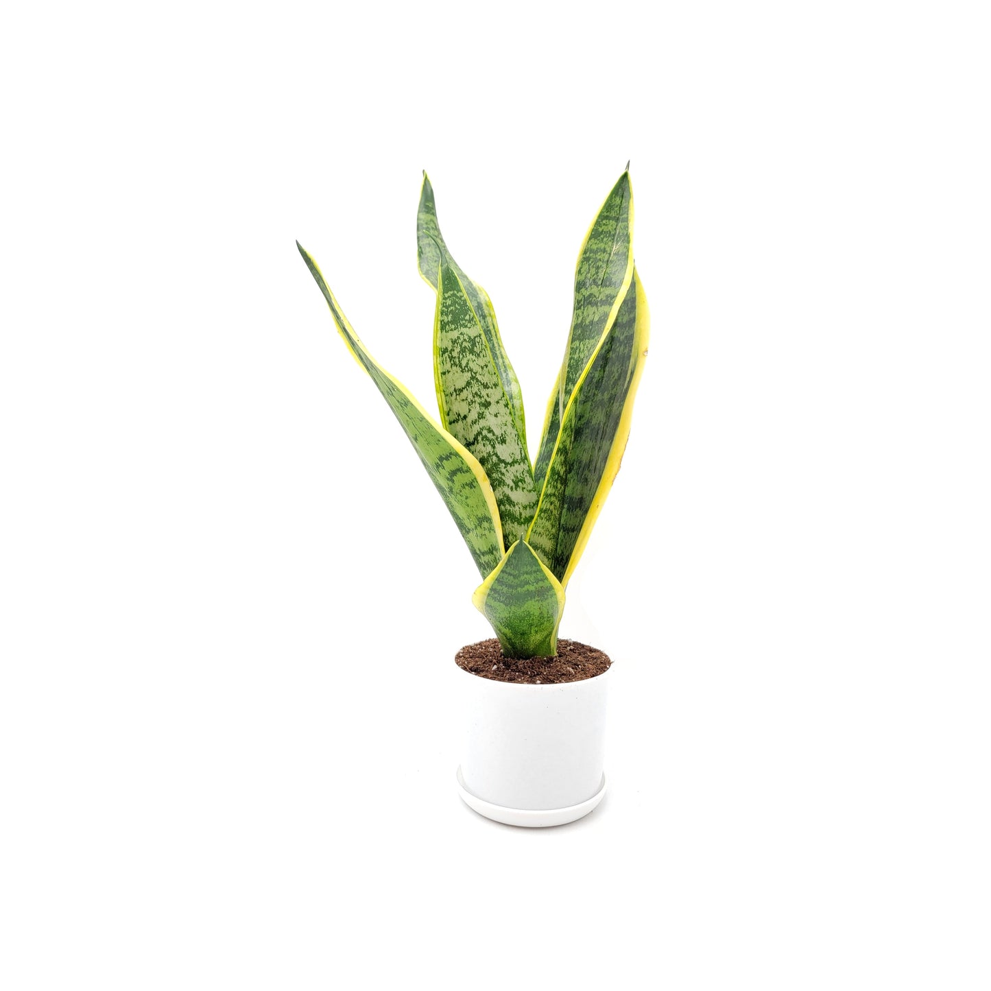 Snake Plant, Variety of Laurentii, Beautiful Foliage, Low Maintenance, May Stay in Low Light, Air Cleaner, Converts CO2 to Oxygen in the Dark,4” Décor Pot