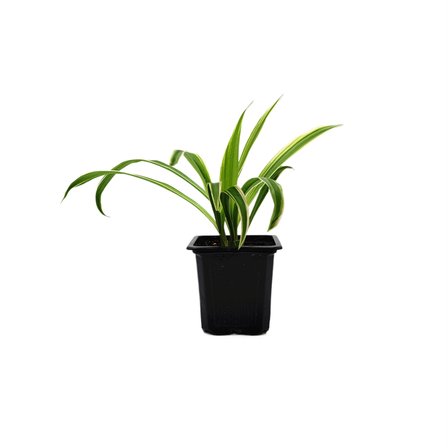 Reverse Variegated Spider Plant – Chlorophytum comosum ‘Reverse’ in 3-inch Pot, Air Purifier, Easy Indoor Houseplant