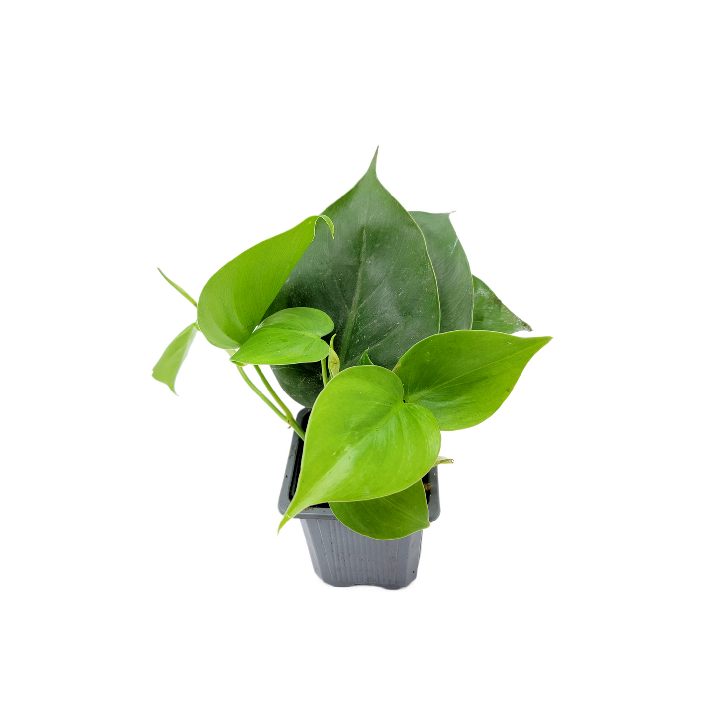 Heart Leaf Philodendron, Philodendron cordantum in 3-inch Pot, Easy Trailing Indoor Plant for Low Light and Hanging Displays