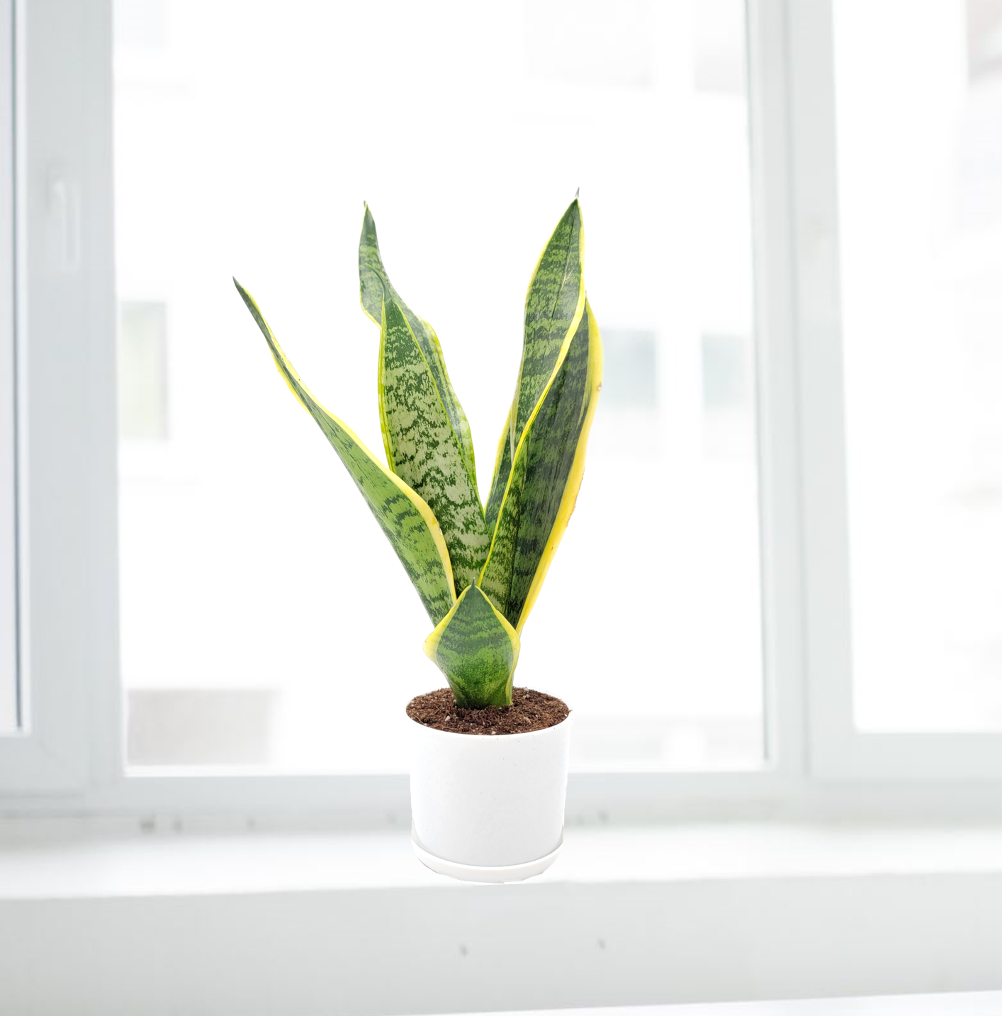Snake Plant, Variety of Laurentii, Beautiful Foliage, Low Maintenance, May Stay in Low Light, Air Cleaner, Converts CO2 to Oxygen in the Dark,4” Décor Pot