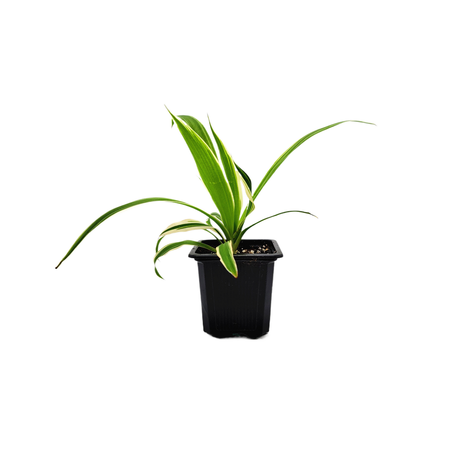 Reverse Variegated Spider Plant – Chlorophytum comosum ‘Reverse’ in 3-inch Pot, Air Purifier, Easy Indoor Houseplant