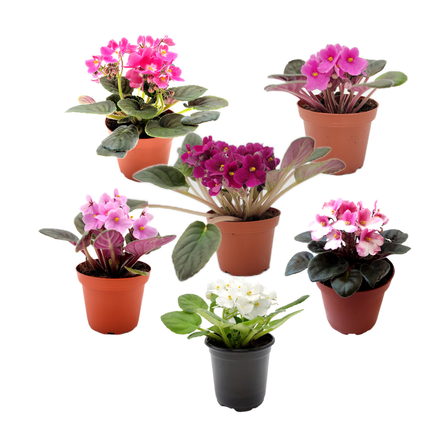 2PK of 4” Pot African Violets, Different Colors Guaranteed for Orders of up to 5 PKs (10 Pots), Live Houseplant, Live Indoor Plant, Home Decor, Office Decor, Plant Gift, Holiday Gift, Birthday Gift
