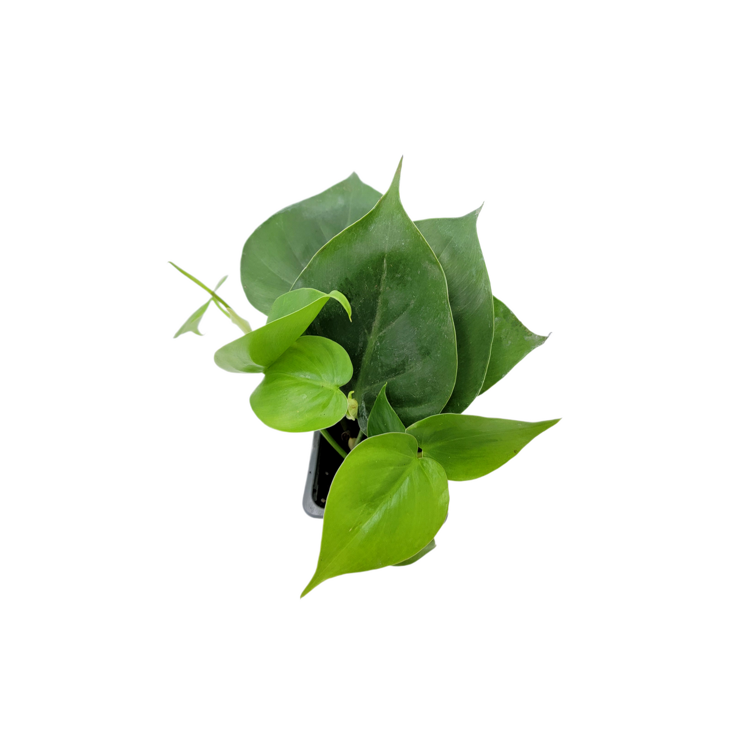 Heart Leaf Philodendron, Philodendron cordantum in 3-inch Pot, Easy Trailing Indoor Plant for Low Light and Hanging Displays