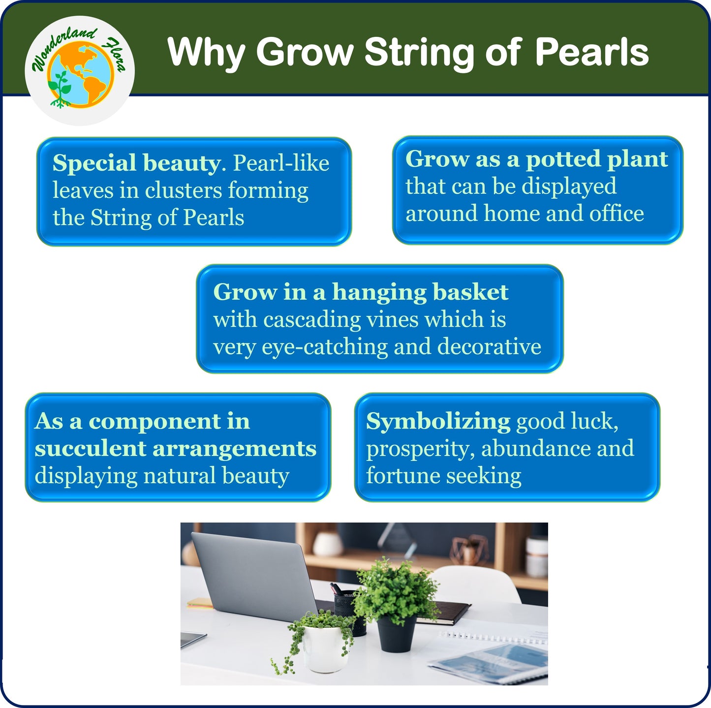 String of Pearls Live Plant, Senecio Rowleyanus – Hanging Basket, Succulent Vine, Gift Plant, Holiday Gift, 4” Décor Pot