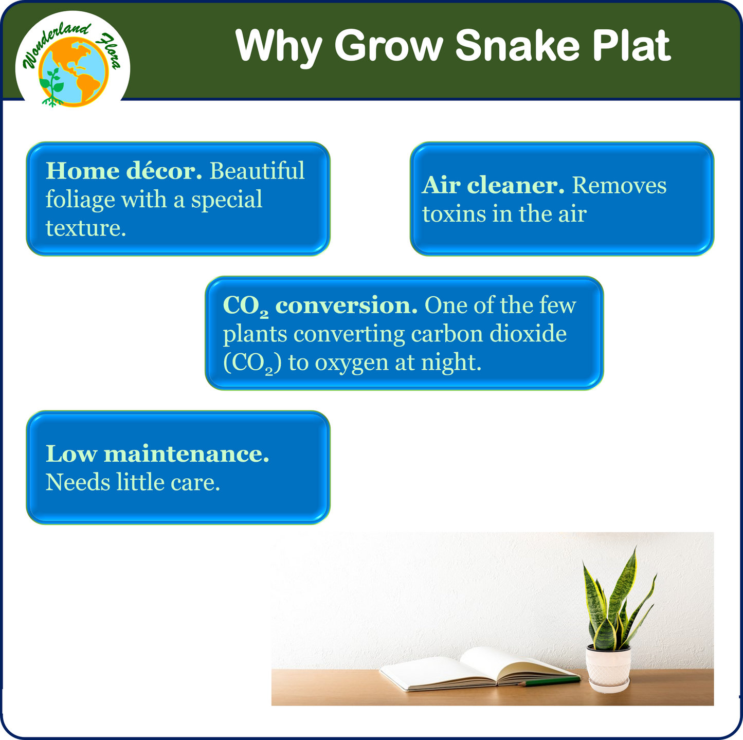 Snake Plant, Variety of Laurentii, Beautiful Foliage, Low Maintenance, May Stay in Low Light, Air Cleaner, Converts CO2 to Oxygen in the Dark,4” Décor Pot