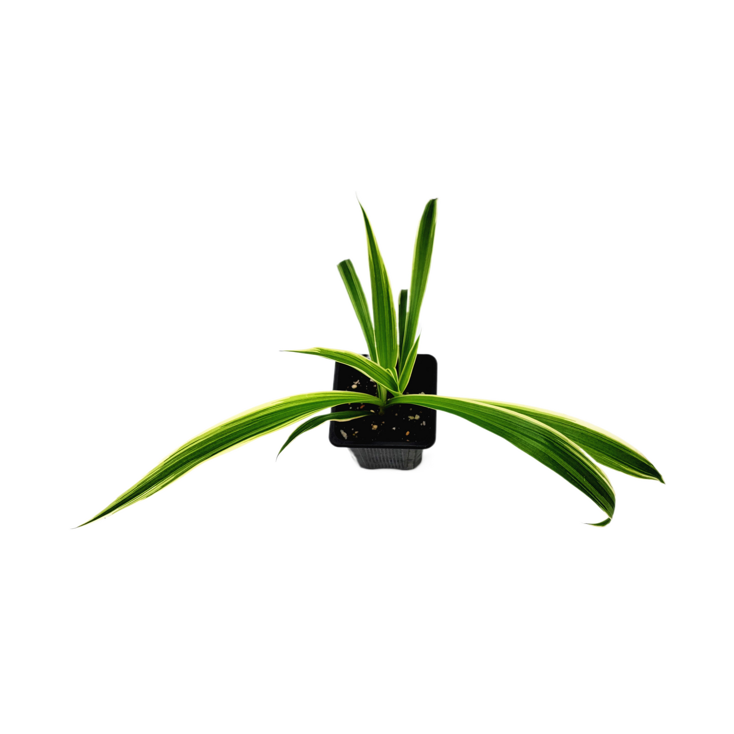 Reverse Variegated Spider Plant – Chlorophytum comosum ‘Reverse’ in 3-inch Pot, Air Purifier, Easy Indoor Houseplant