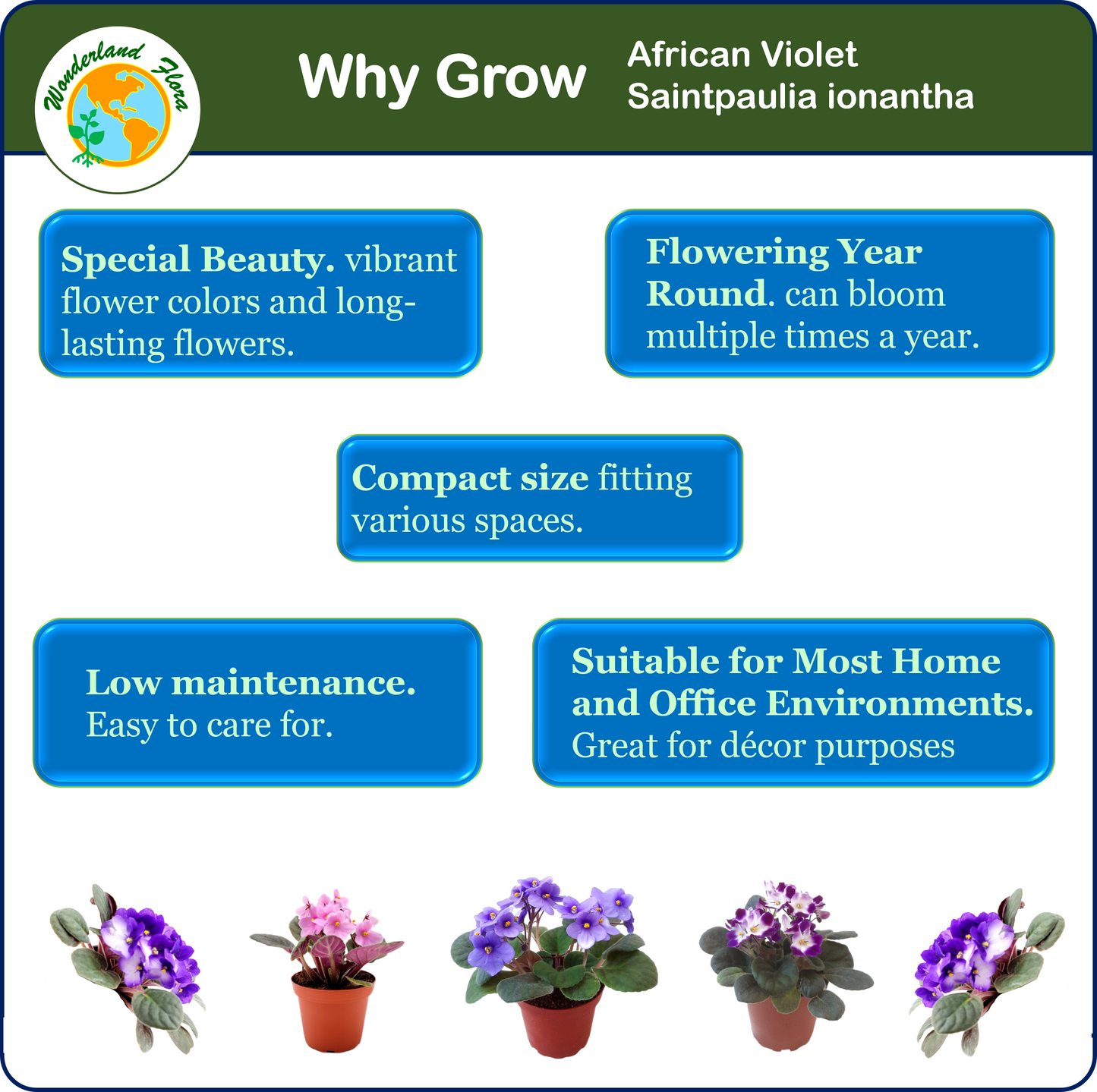 2PK of 4” Pot African Violets, Different Colors Guaranteed for Orders of up to 5 PKs (10 Pots), Live Houseplant, Live Indoor Plant, Home Decor, Office Decor, Plant Gift, Holiday Gift, Birthday Gift