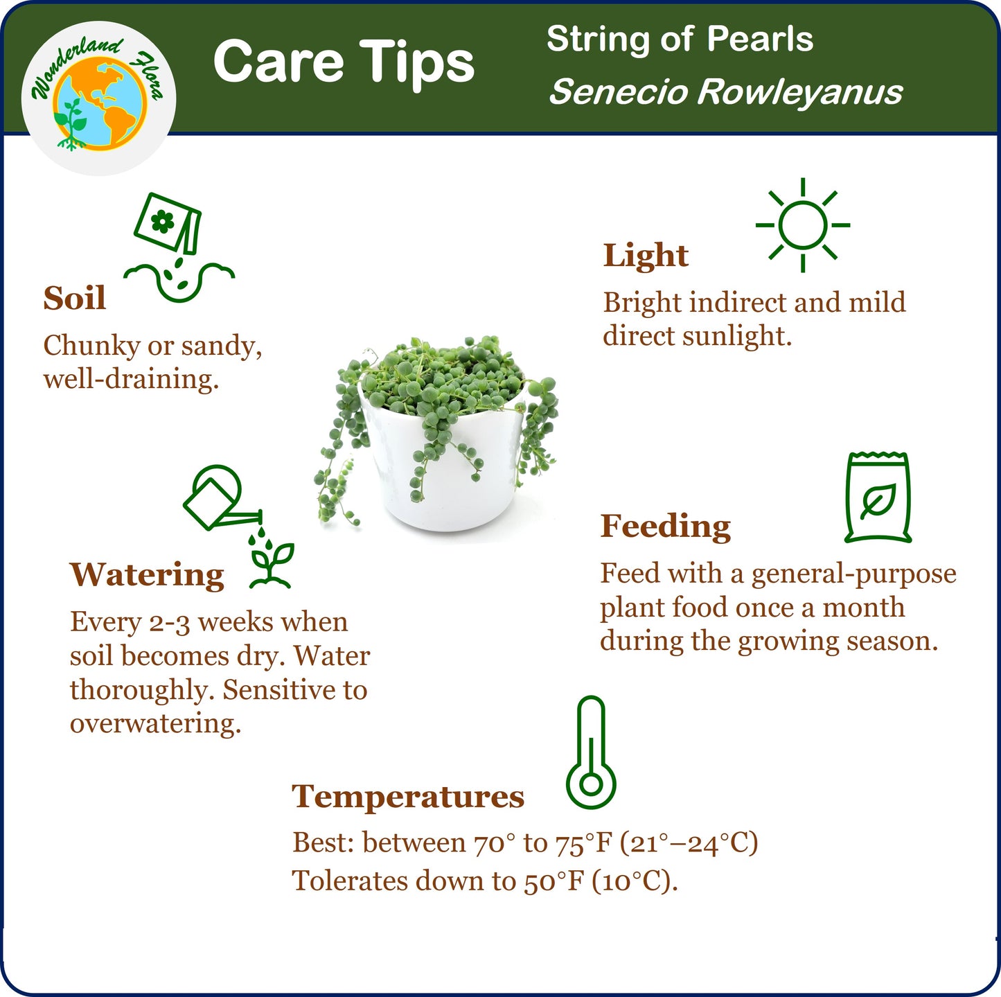 String of Pearls Live Plant, Senecio Rowleyanus – Hanging Basket, Succulent Vine, Gift Plant, Holiday Gift, 4” Décor Pot