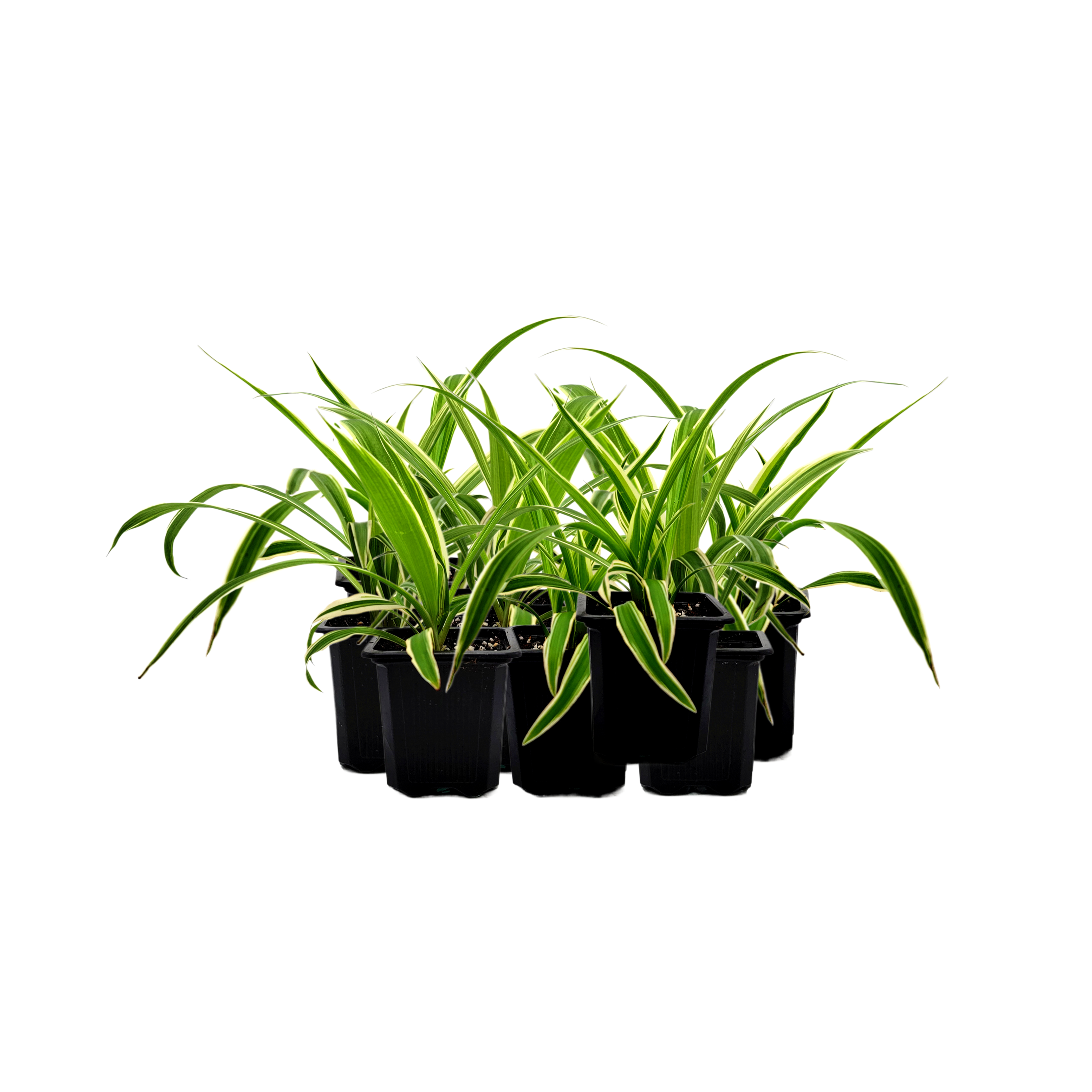 chlorophytum reverse 10-PK of Reverse Variegated Spider Plant – Chlorophytum comosum 'Rever – Wonderland Flora