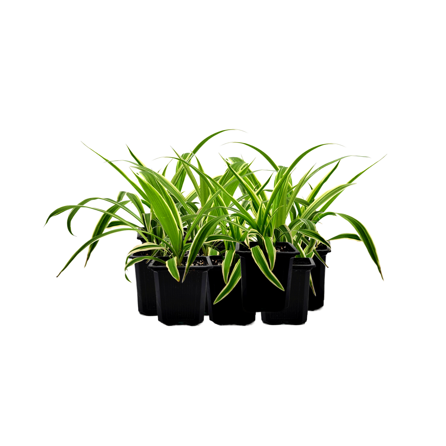 10-PK of Reverse Variegated Spider Plant – Chlorophytum comosum ‘Reverse’ in 3-inch Pot, Air Purifier, Easy Indoor Houseplant (10 Count)