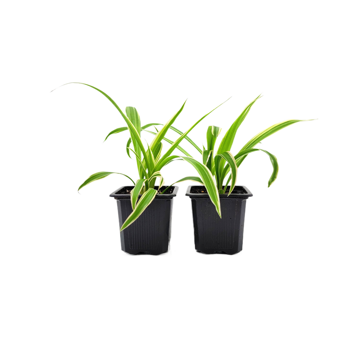 2-PK of Reverse Variegated Spider Plant – Chlorophytum comosum ‘Reverse’ in 3-Inch Pot, Air Purifier, Easy Indoor Houseplant (2 Count)
