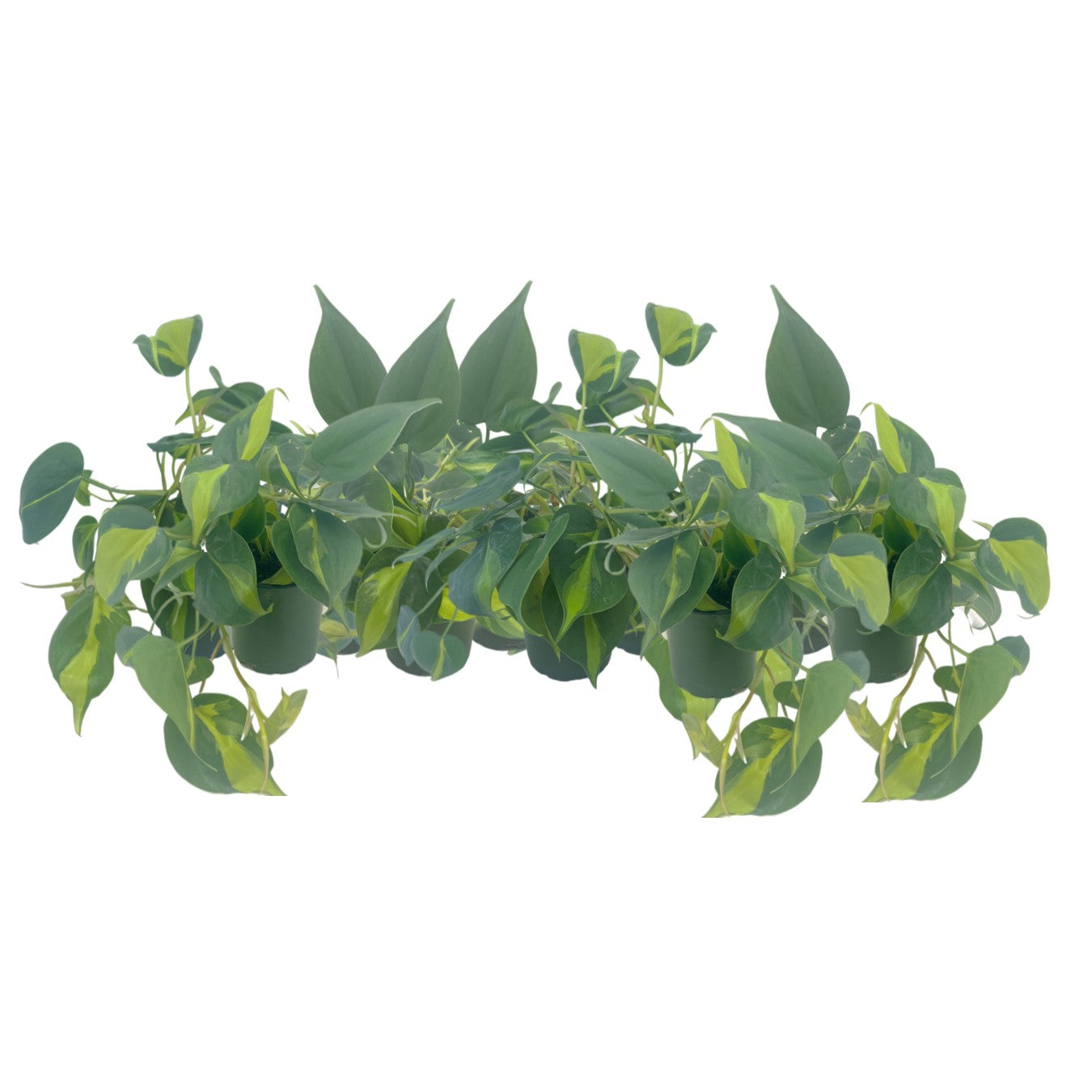 10-PK Philodendron Brasil, Philodendron hederaceum 'Brasil', Air Purifying Indoor Plant, Low Light Houseplant, Trailing Vine Plant, Easy Care Plant, 4" Pot(s)