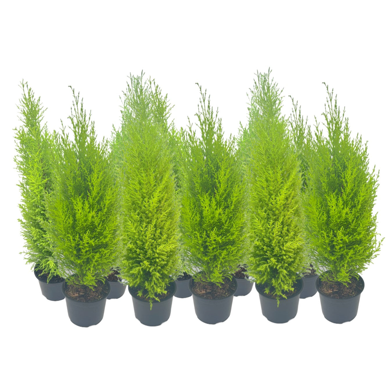 10-PK Live Dwarf Lemon Cypress, Cupressus macrocarpa ‘Goldcrest Wilma,’ Live Indoor Tree, Houseplant, Garden Plant, Fragrant Plant, 6.0-in Pot(s)