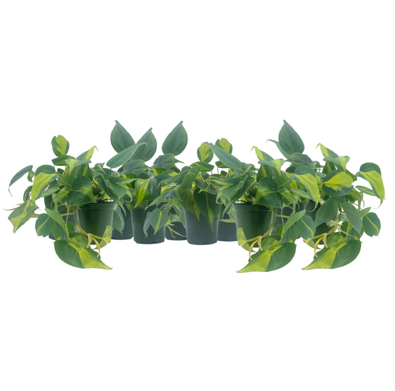 10-PK Philodendron Brasil, Philodendron hederaceum 'Brasil', Air Purifying Indoor Plant, Low Light Houseplant, Trailing Vine Plant, Easy Care Plant, 4" Pot(s)
