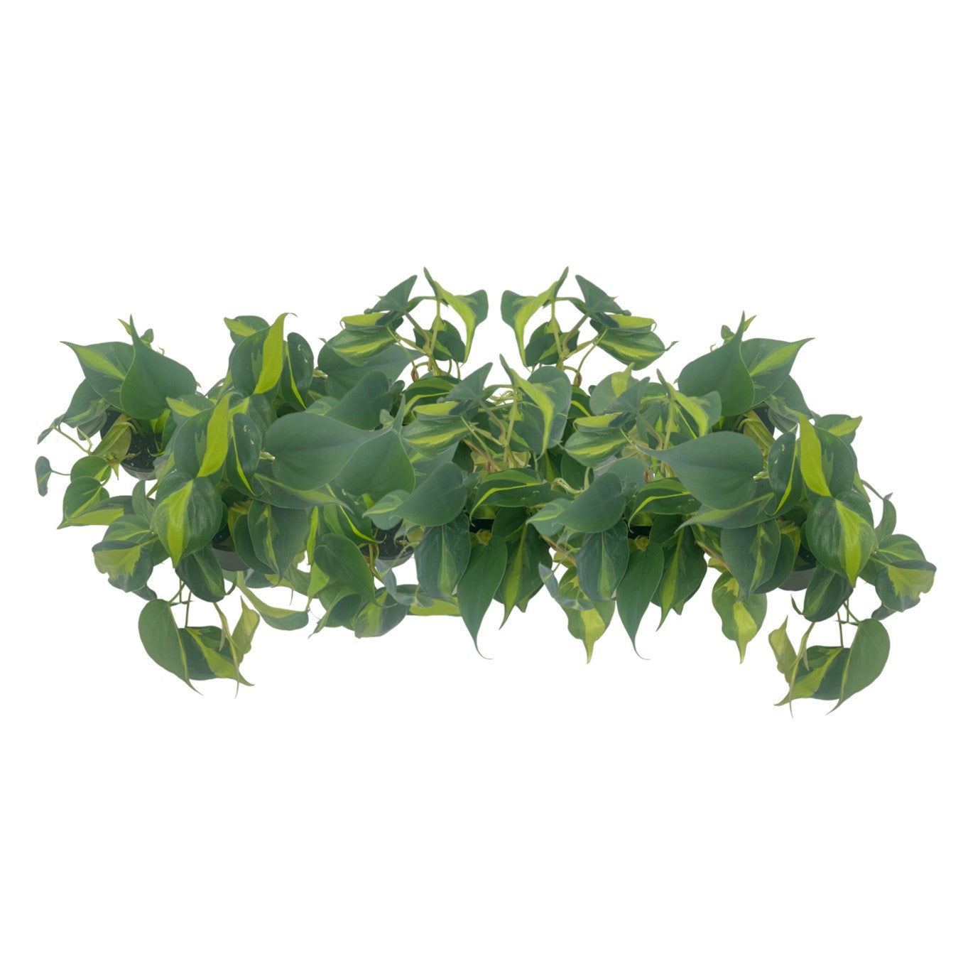 10-PK Philodendron Brasil, Philodendron hederaceum 'Brasil', Air Purifying Indoor Plant, Low Light Houseplant, Trailing Vine Plant, Easy Care Plant, 4" Pot(s)
