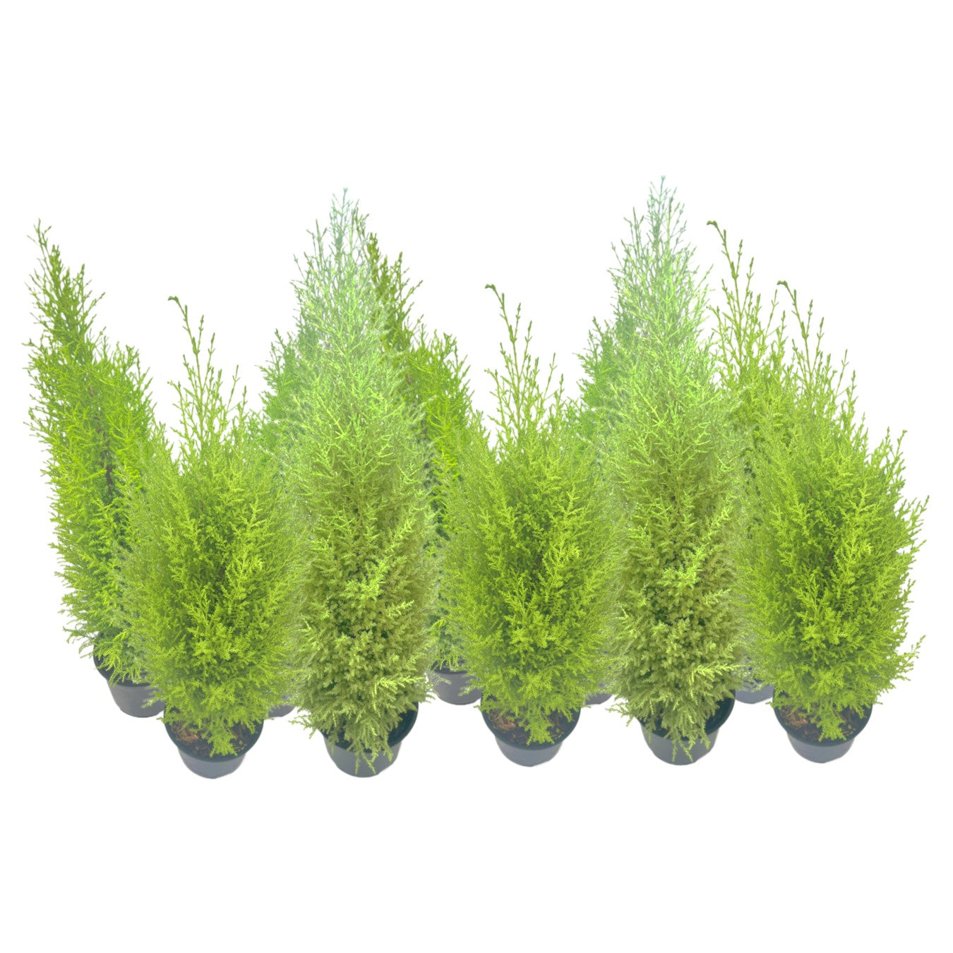 10-PK Live Dwarf Lemon Cypress, Cupressus macrocarpa ‘Goldcrest Wilma,’ Live Indoor Tree, Houseplant, Garden Plant, Fragrant Plant, 6.0-in Pot(s)