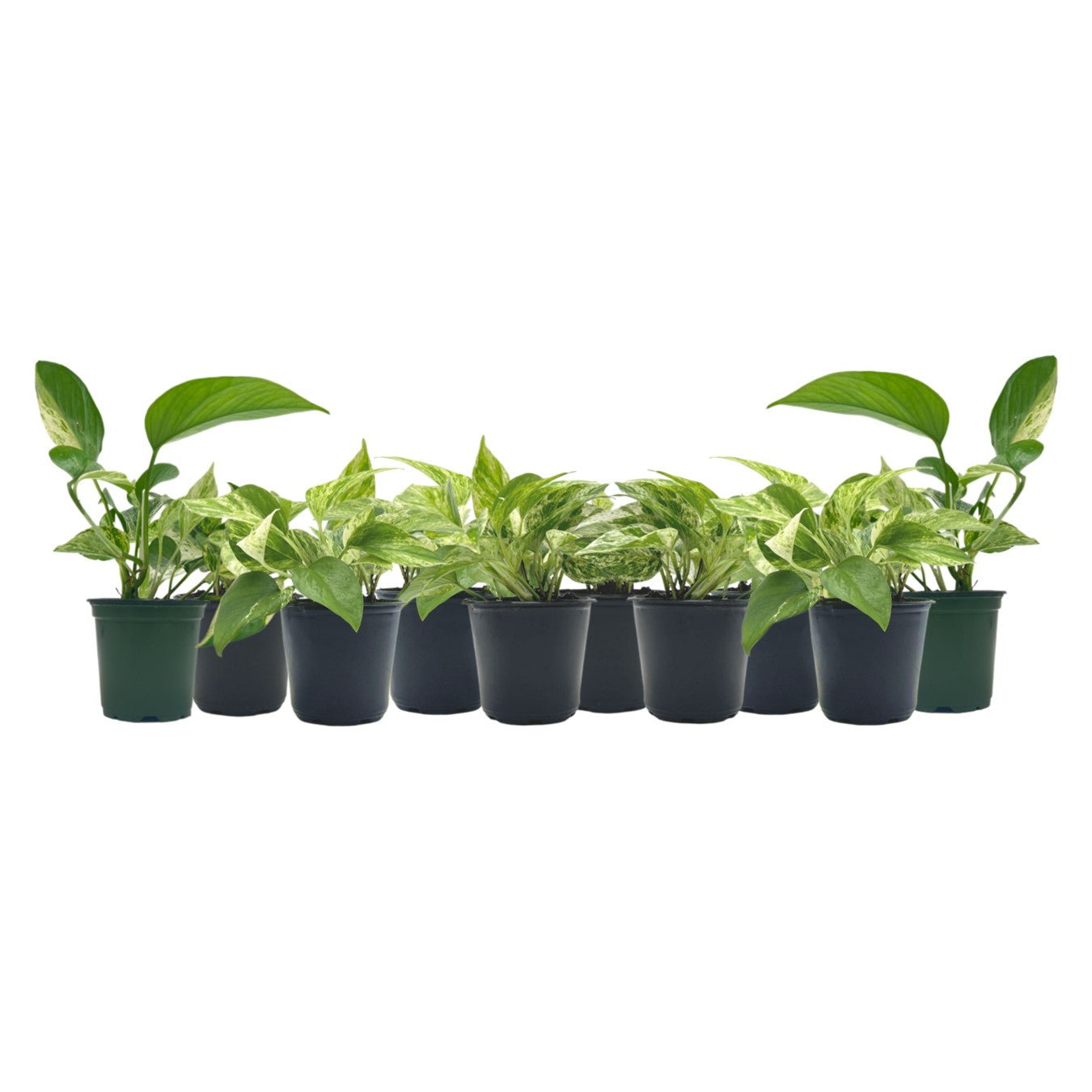 live pothos 10-pk Live Marble Queen Pothos, Epipremnum aureum, Air Purifying Indoor Plant, Low Light Houseplant, Easy Care Plant, 4-inch Pot(s)