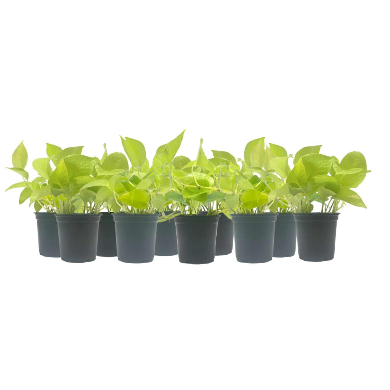 live pothos plant 10-pk Live Neon Pothos, Epipremnum aureum 'Neon', Air Purifying Indoor Plant, Low Light Houseplant, Easy Care Plant, 4-inch Pot(s)