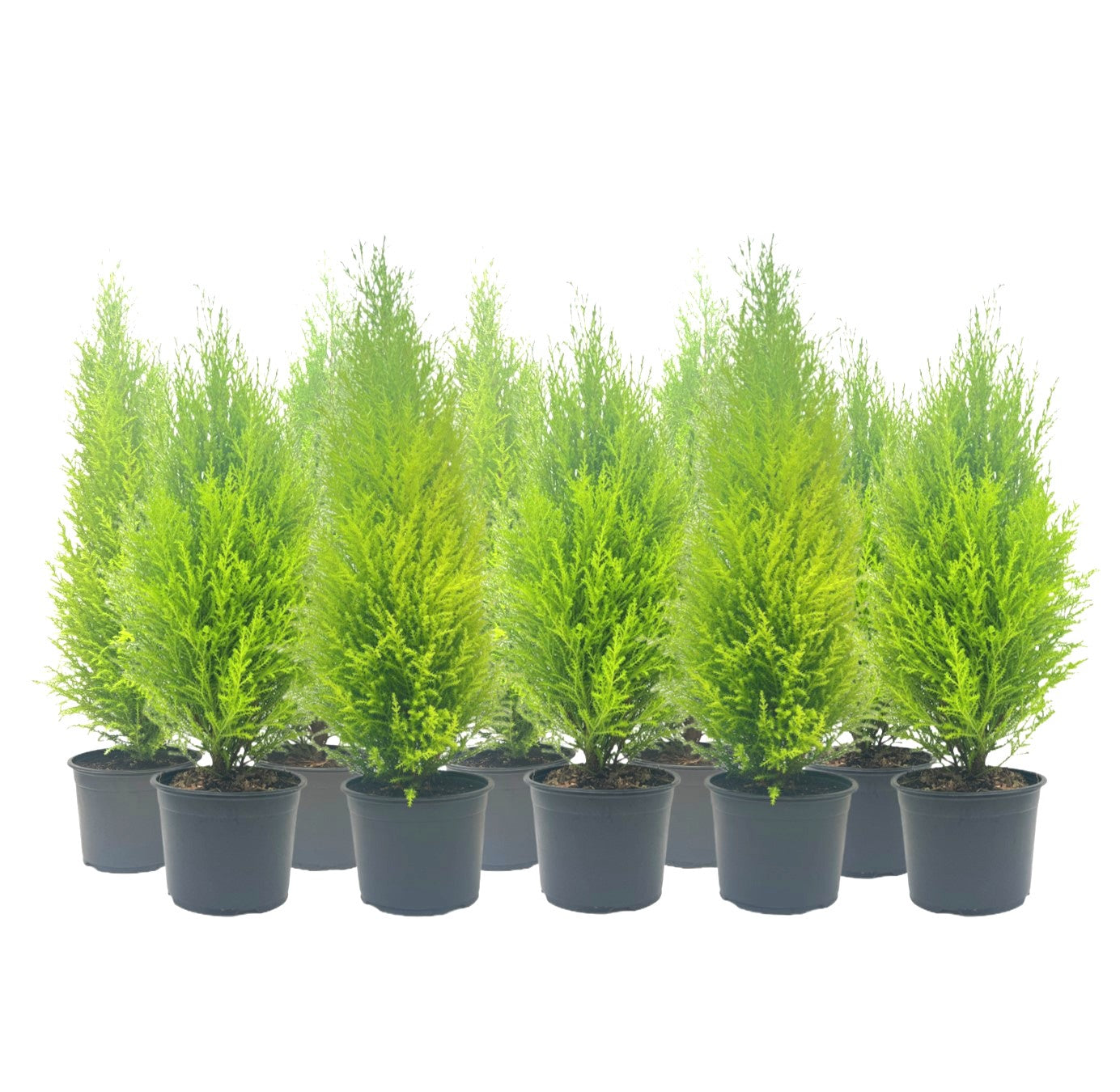 10-PK Live Dwarf Lemon Cypress, Cupressus macrocarpa ‘Goldcrest Wilma,’ Live Indoor Tree, Houseplant, Garden Plant, Fragrant Plant, 6.0-in Pot(s)
