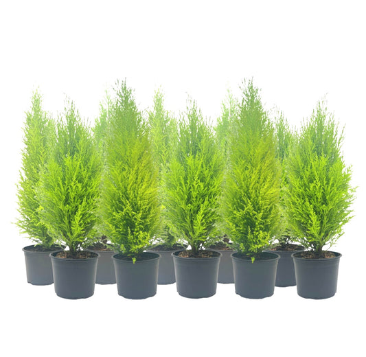 10-PK Live Dwarf Lemon Cypress, Cupressus macrocarpa ‘Goldcrest Wilma,’ Live Indoor Tree, Houseplant, Garden Plant, Fragrant Plant, 6.0-in Pot(s)