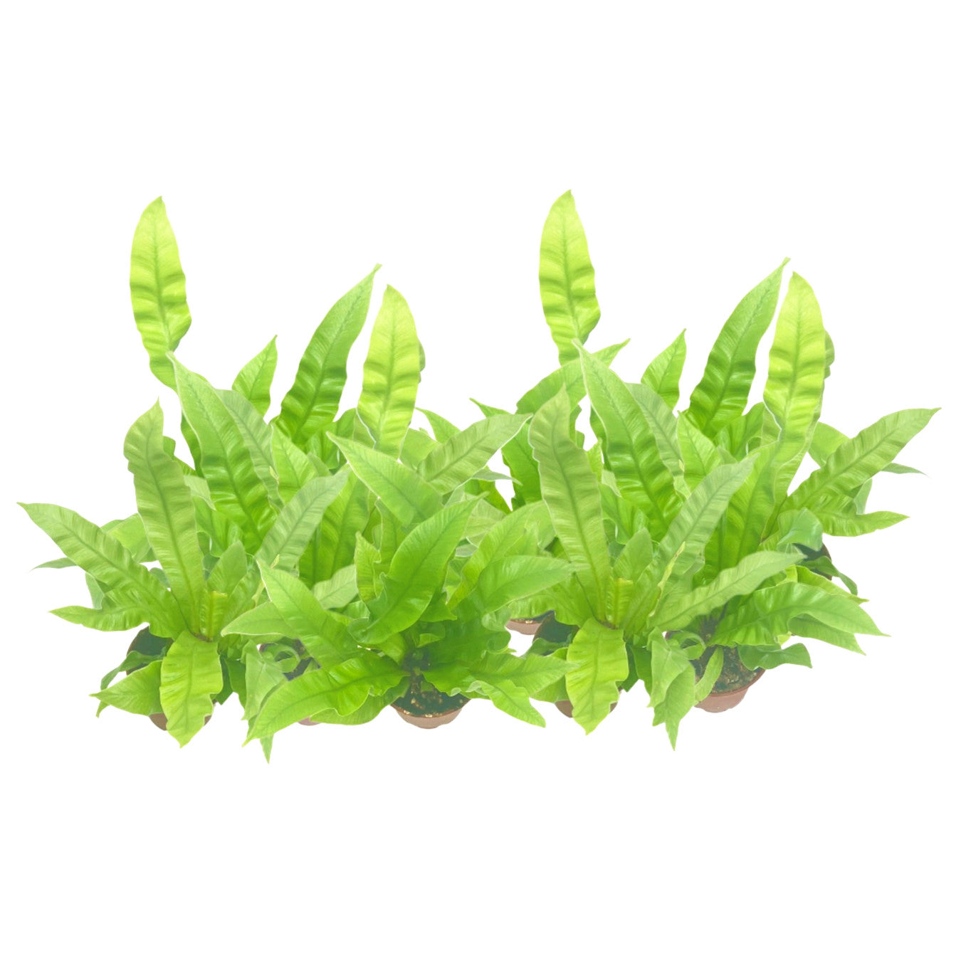 10-PK Crispy Wave Fern, Asplenium nidus 'Crispy Wave,' Live Indoor Air Purifying Plant, Low Light Houseplant, Office Plant, 2.5-in Pot(s)