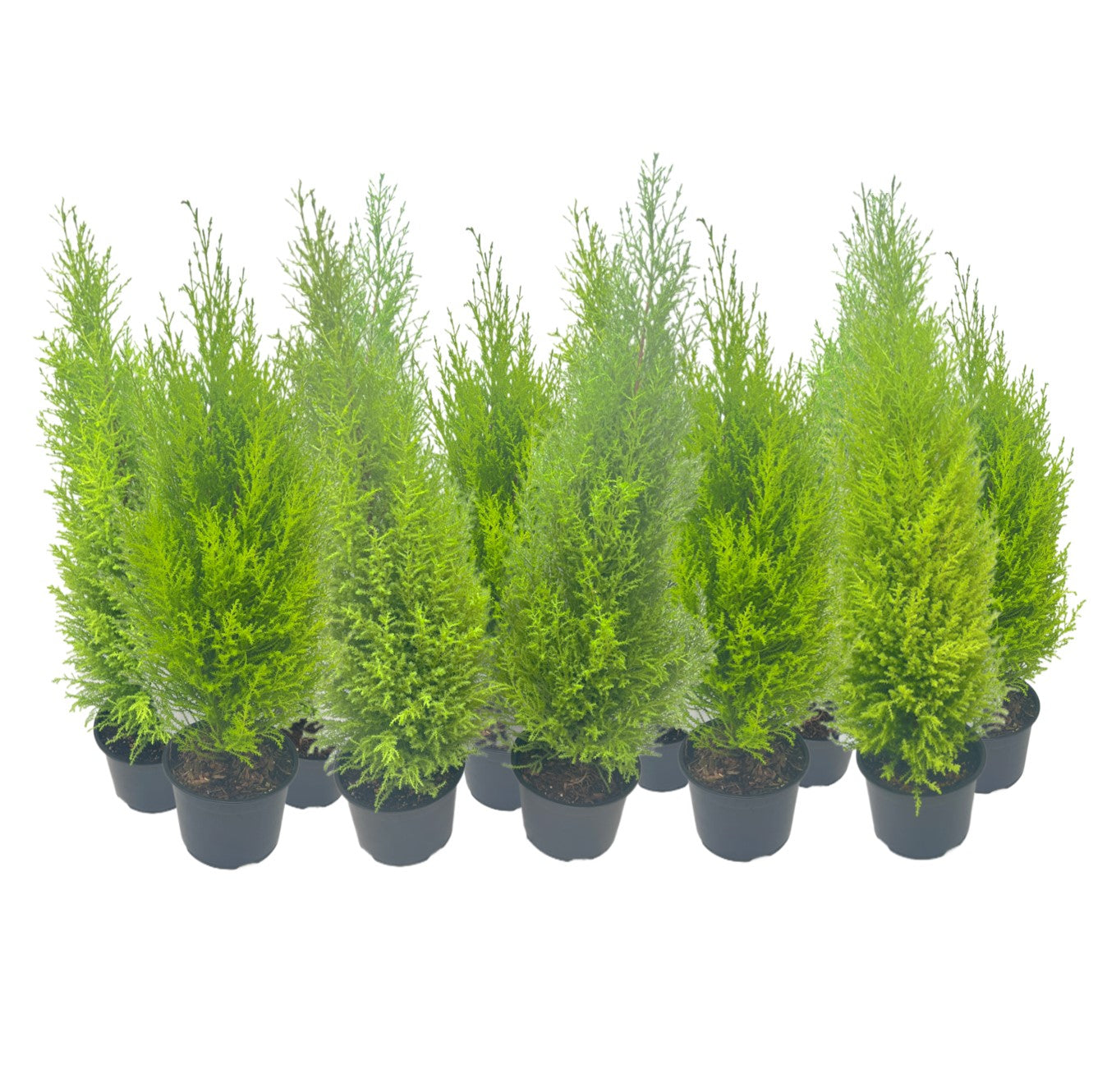 11-PK Live Dwarf Lemon Cypress, Cupressus macrocarpa ‘Goldcrest Wilma,’ Live Indoor Tree, Houseplant, Garden Plant, Fragrant Plant, 6.0-in Pot(s)