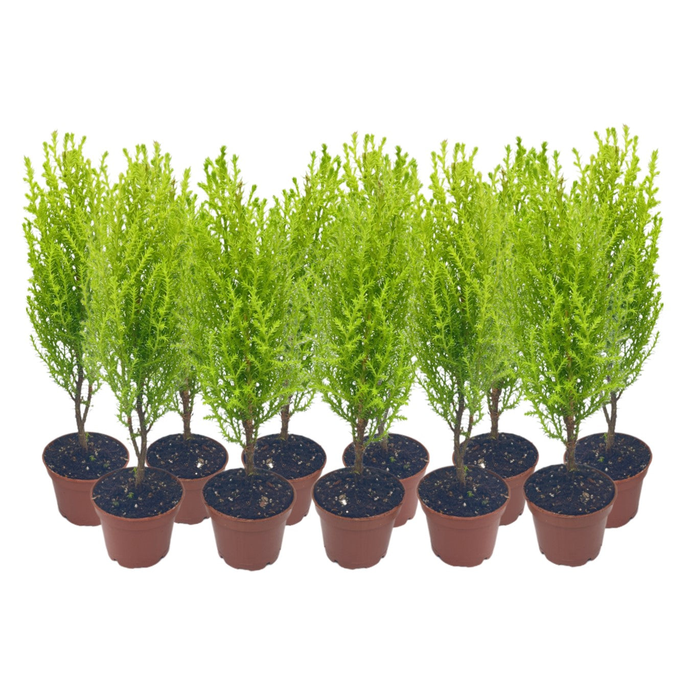 11-PK Live Dwarf Lemon Cypress, Cupressus macrocarpa ‘Goldcrest Wilma,’ Live Indoor Tree, Houseplant, Garden Plant, Fragrant Plant, 2.5-inch Pot(s)