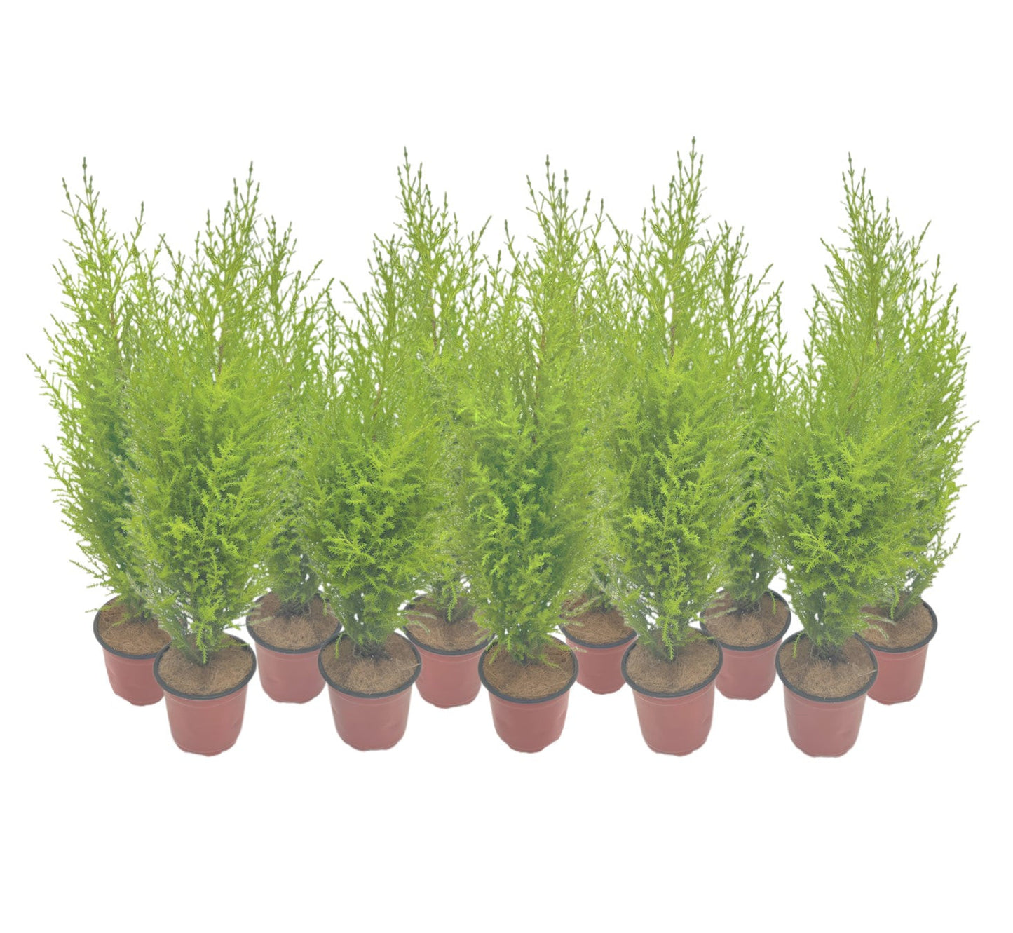 11-PK Live Dwarf Lemon Cypress, Cupressus macrocarpa ‘Goldcrest Wilma,’ Live Indoor Tree, Houseplant, Garden Plant, Fragrant Plant, 4.5-in Pot(s)