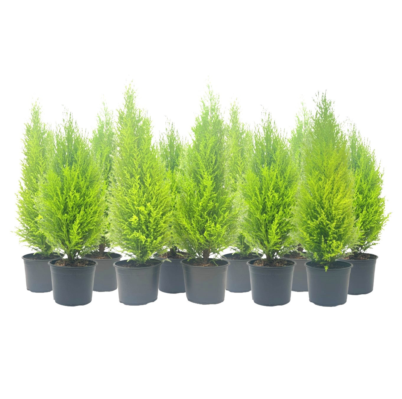 11-PK Live Dwarf Lemon Cypress, Cupressus macrocarpa ‘Goldcrest Wilma,’ Live Indoor Tree, Houseplant, Garden Plant, Fragrant Plant, 6.0-in Pot(s)