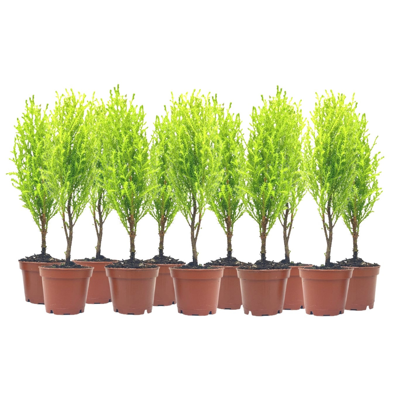 11-PK Live Dwarf Lemon Cypress, Cupressus macrocarpa ‘Goldcrest Wilma,’ Live Indoor Tree, Houseplant, Garden Plant, Fragrant Plant, 2.5-inch Pot(s)
