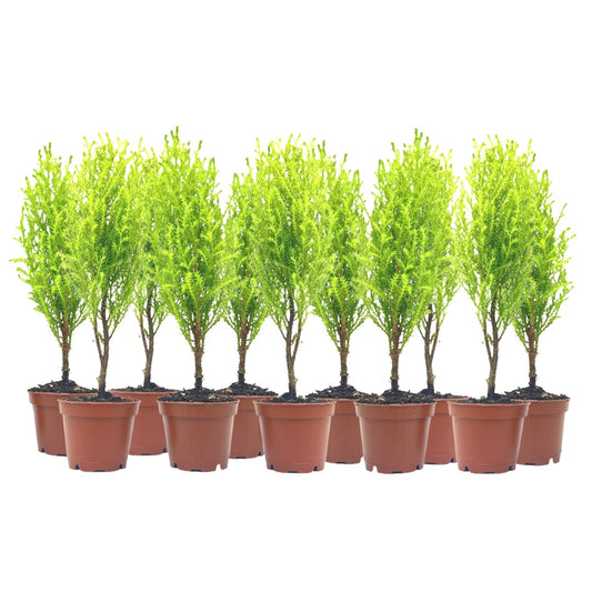 11-PK Live Dwarf Lemon Cypress, Cupressus macrocarpa ‘Goldcrest Wilma,’ Live Indoor Tree, Houseplant, Garden Plant, Fragrant Plant, 2.5-inch Pot(s)