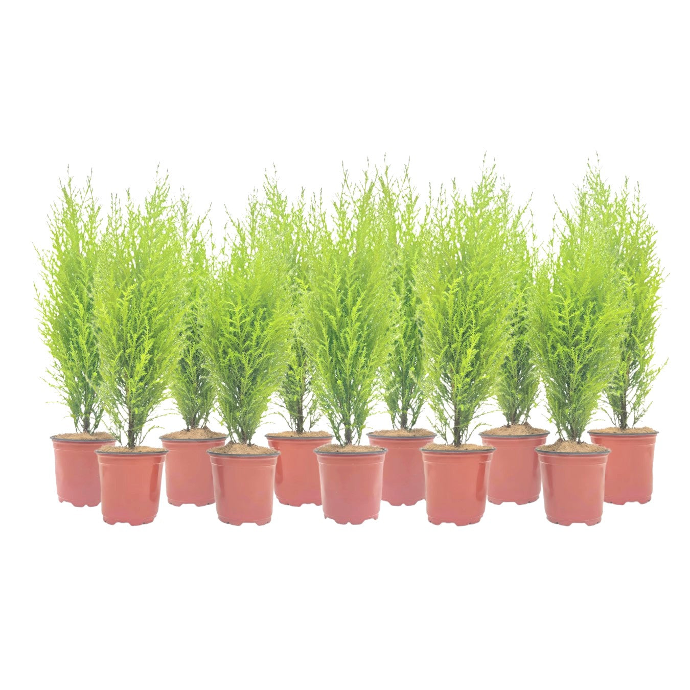 11-PK Live Dwarf Lemon Cypress, Cupressus macrocarpa ‘Goldcrest Wilma,’ Live Indoor Tree, Houseplant, Garden Plant, Fragrant Plant, 4.5-in Pot(s)