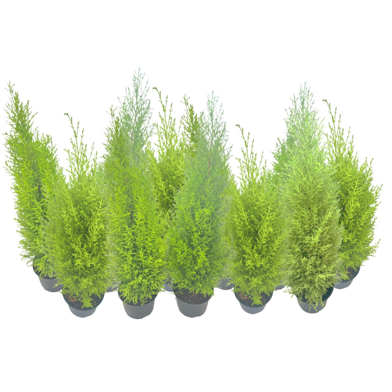 11-PK Live Dwarf Lemon Cypress, Cupressus macrocarpa ‘Goldcrest Wilma,’ Live Indoor Tree, Houseplant, Garden Plant, Fragrant Plant, 6.0-in Pot(s)