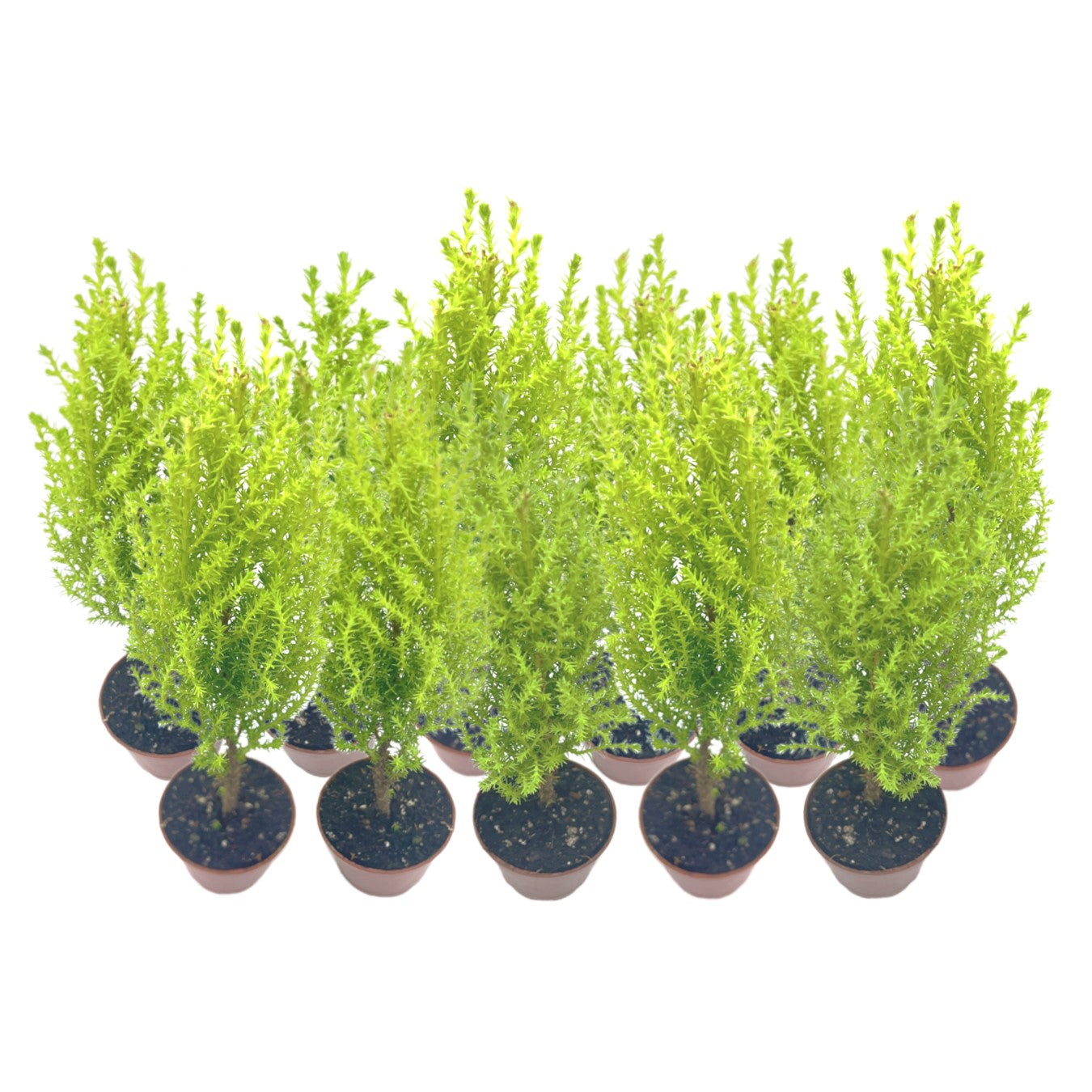 11-PK Live Dwarf Lemon Cypress, Cupressus macrocarpa ‘Goldcrest Wilma,’ Live Indoor Tree, Houseplant, Garden Plant, Fragrant Plant, 2.5-inch Pot(s)