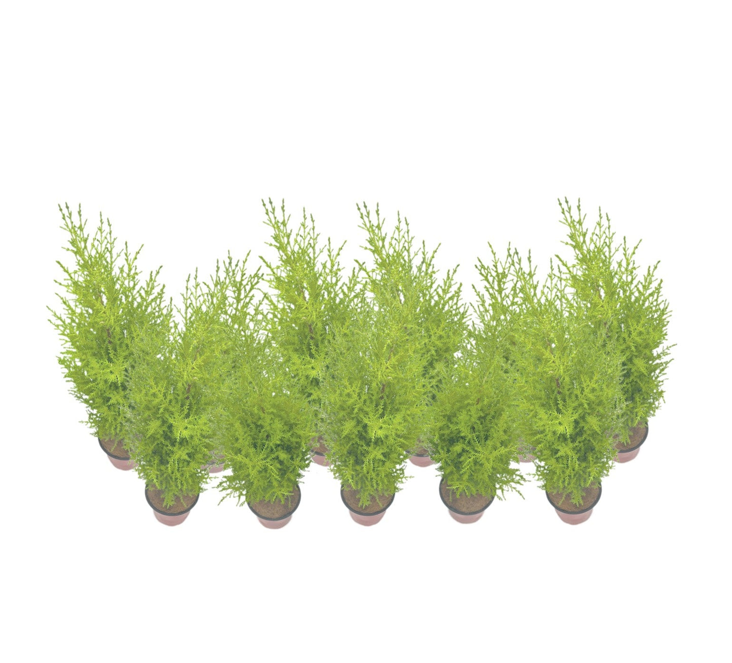 11-PK Live Dwarf Lemon Cypress, Cupressus macrocarpa ‘Goldcrest Wilma,’ Live Indoor Tree, Houseplant, Garden Plant, Fragrant Plant, 4.5-in Pot(s)