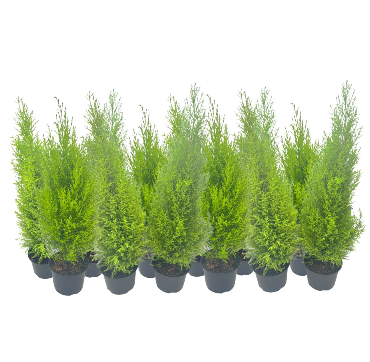 12-PK Live Dwarf Lemon Cypress, Cupressus macrocarpa ‘Goldcrest Wilma,’ Live Indoor Tree, Houseplant, Garden Plant, Fragrant Plant, 6.0-in Pot(s)