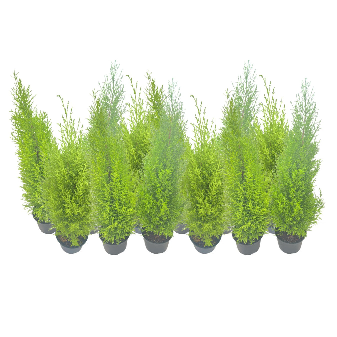 12-PK Live Dwarf Lemon Cypress, Cupressus macrocarpa ‘Goldcrest Wilma,’ Live Indoor Tree, Houseplant, Garden Plant, Fragrant Plant, 6.0-in Pot(s)