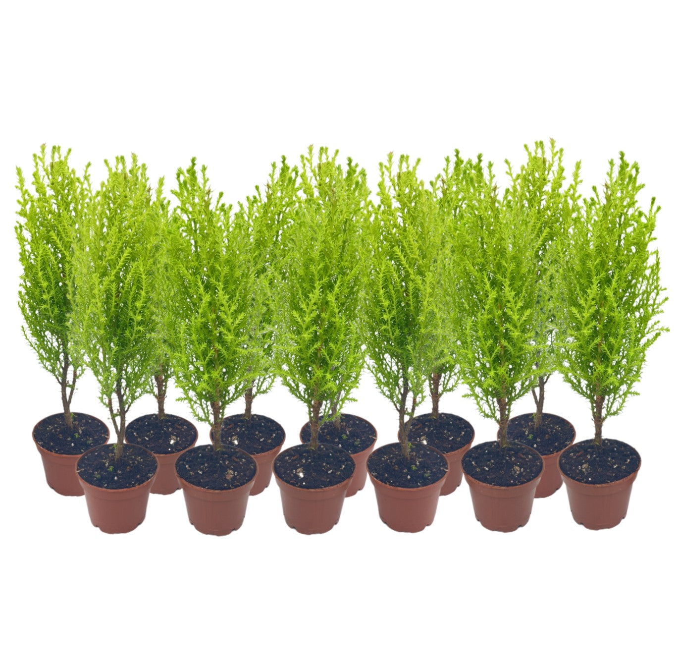 12-PK Live Dwarf Lemon Cypress, Cupressus macrocarpa ‘Goldcrest Wilma,’ Live Indoor Tree, Houseplant, Garden Plant, Fragrant Plant, 2.5-inch Pot(s)