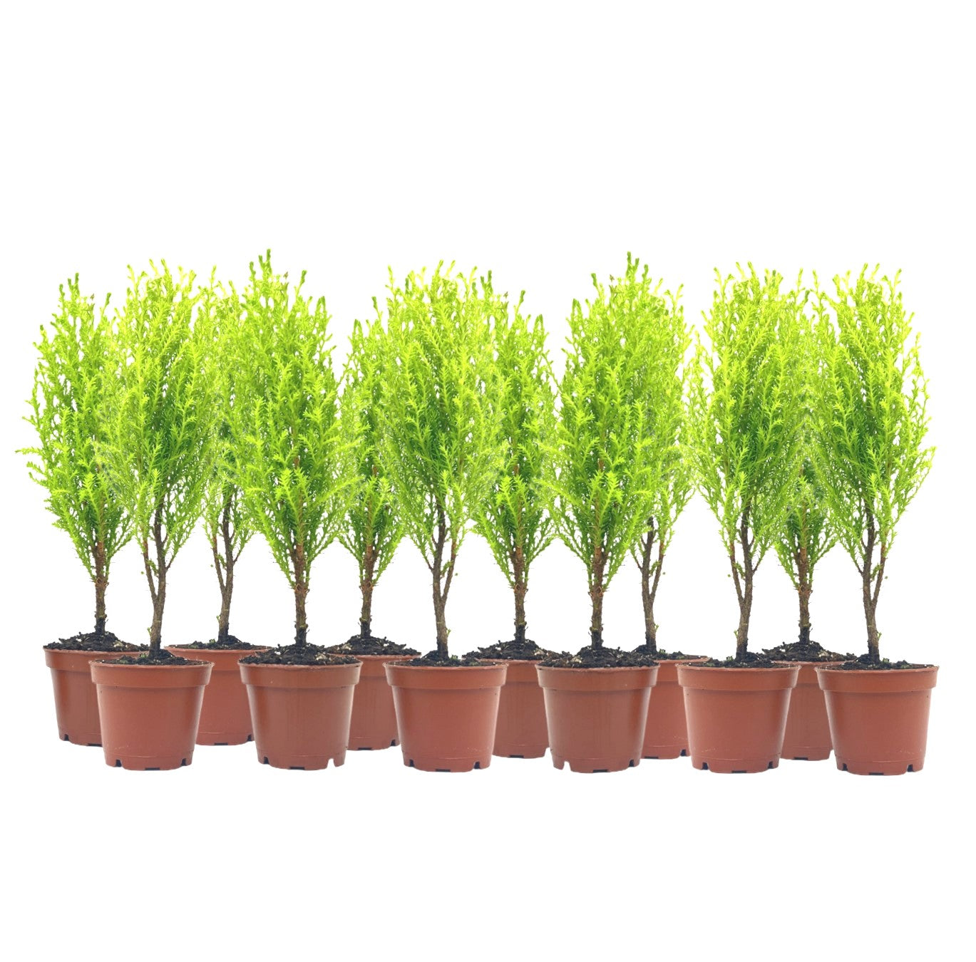 12-PK Live Dwarf Lemon Cypress, Cupressus macrocarpa ‘Goldcrest Wilma,’ Live Indoor Tree, Houseplant, Garden Plant, Fragrant Plant, 2.5-inch Pot(s)