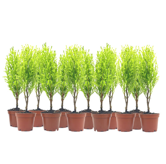 12-PK Live Dwarf Lemon Cypress, Cupressus macrocarpa ‘Goldcrest Wilma,’ Live Indoor Tree, Houseplant, Garden Plant, Fragrant Plant, 2.5-inch Pot(s)