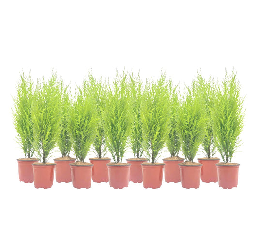 12-PK Live Dwarf Lemon Cypress, Cupressus macrocarpa ‘Goldcrest Wilma,’ Live Indoor Tree, Houseplant, Garden Plant, Fragrant Plant, 4.5-in Pot(s)