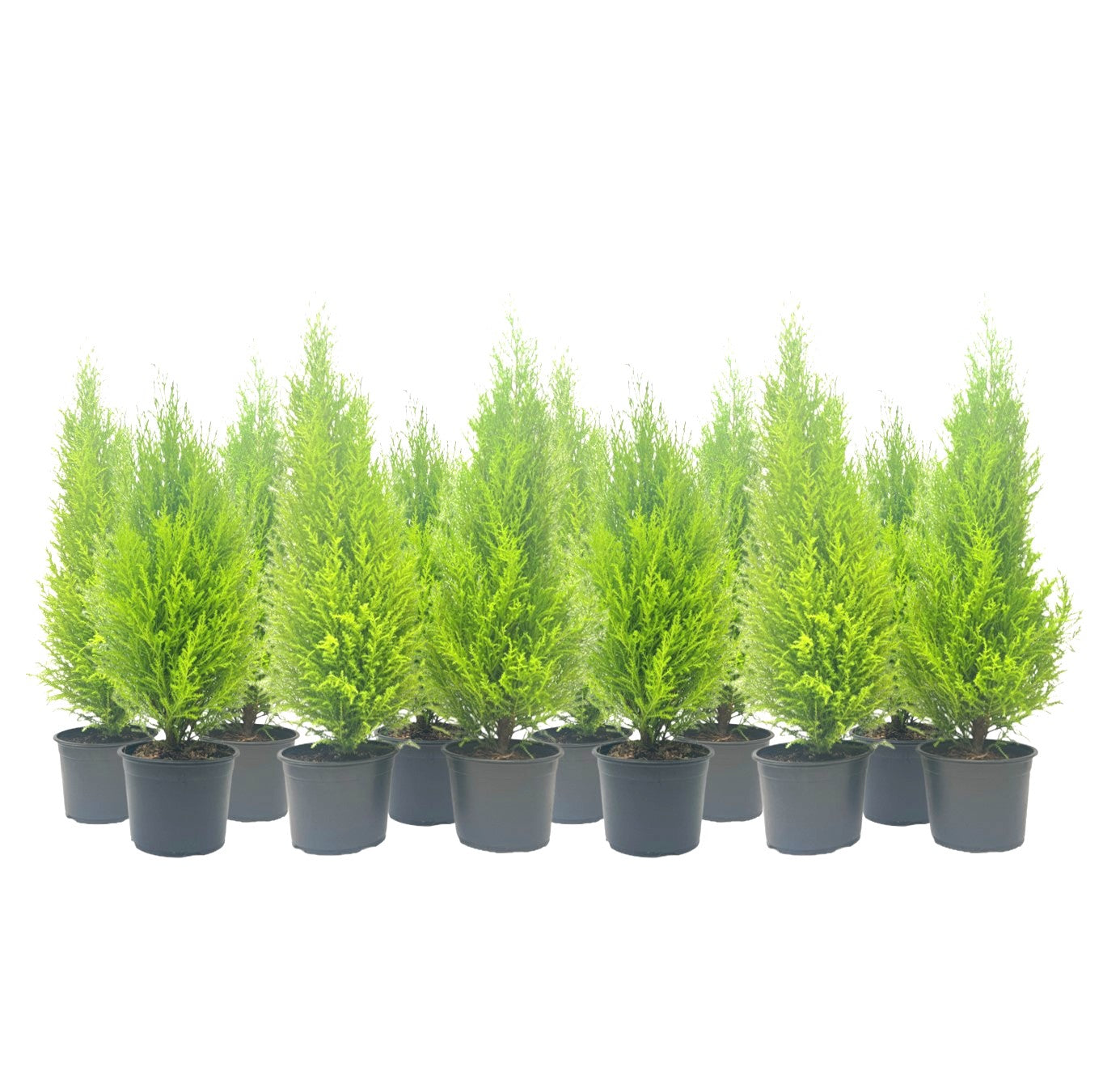 12-PK Live Dwarf Lemon Cypress, Cupressus macrocarpa ‘Goldcrest Wilma,’ Live Indoor Tree, Houseplant, Garden Plant, Fragrant Plant, 6.0-in Pot(s)