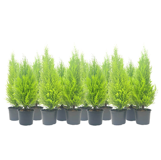12-PK Live Dwarf Lemon Cypress, Cupressus macrocarpa ‘Goldcrest Wilma,’ Live Indoor Tree, Houseplant, Garden Plant, Fragrant Plant, 6.0-in Pot(s)